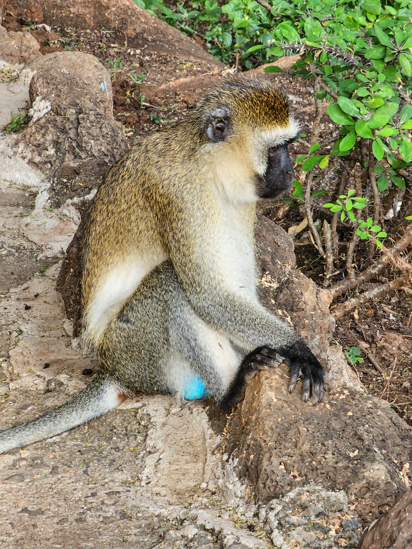 Grüne Meerkatze mit blauen Hoden