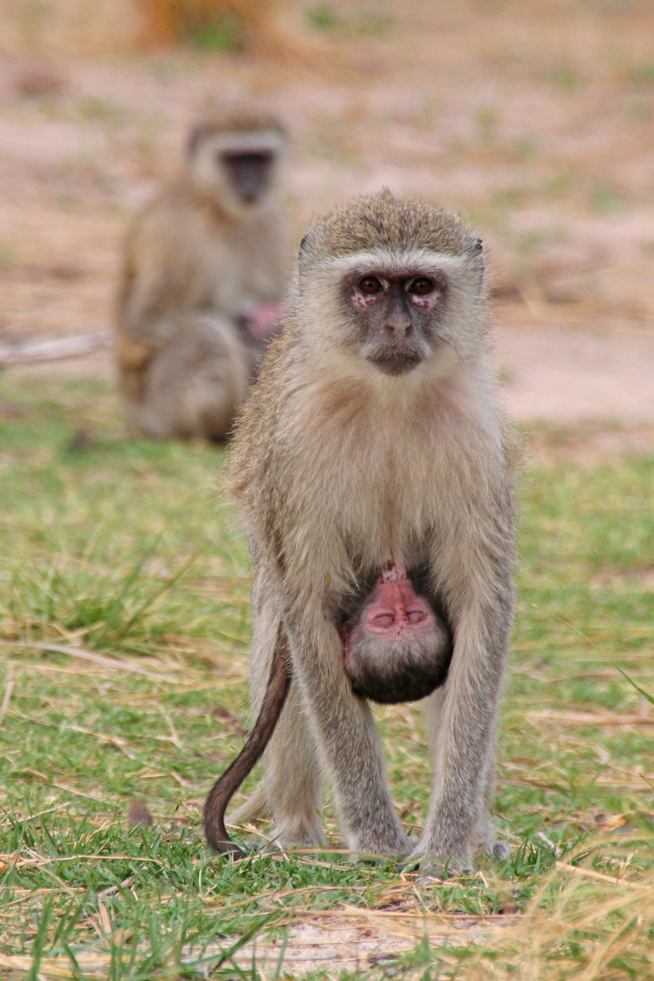 grüne Meerkatze Namibia