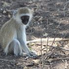 Grüne Meerkatze  -  Vervet Monkey