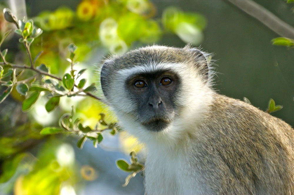 Grüne Meerkatze (Vervet Monkey) in Botswana