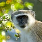 Grüne Meerkatze (Vervet Monkey) in Botswana