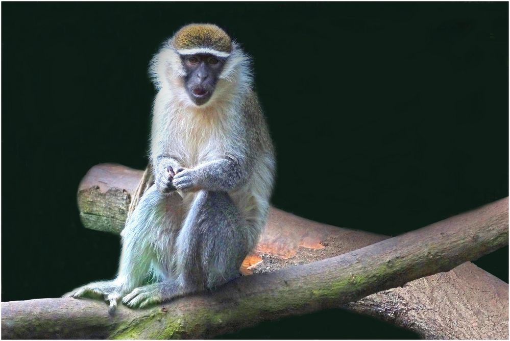 Grüne Meerkatze (Zoo Neuwied)