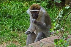 Grüne Meerkatze (Zoo Neuwied)