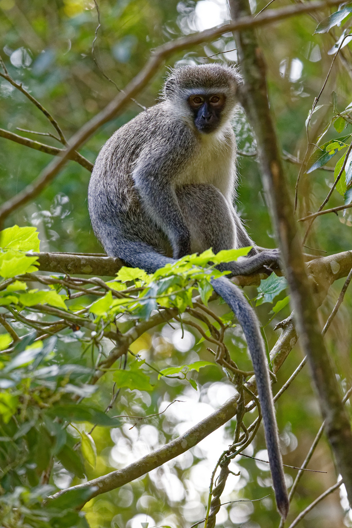 Grüne Meerkatze_2