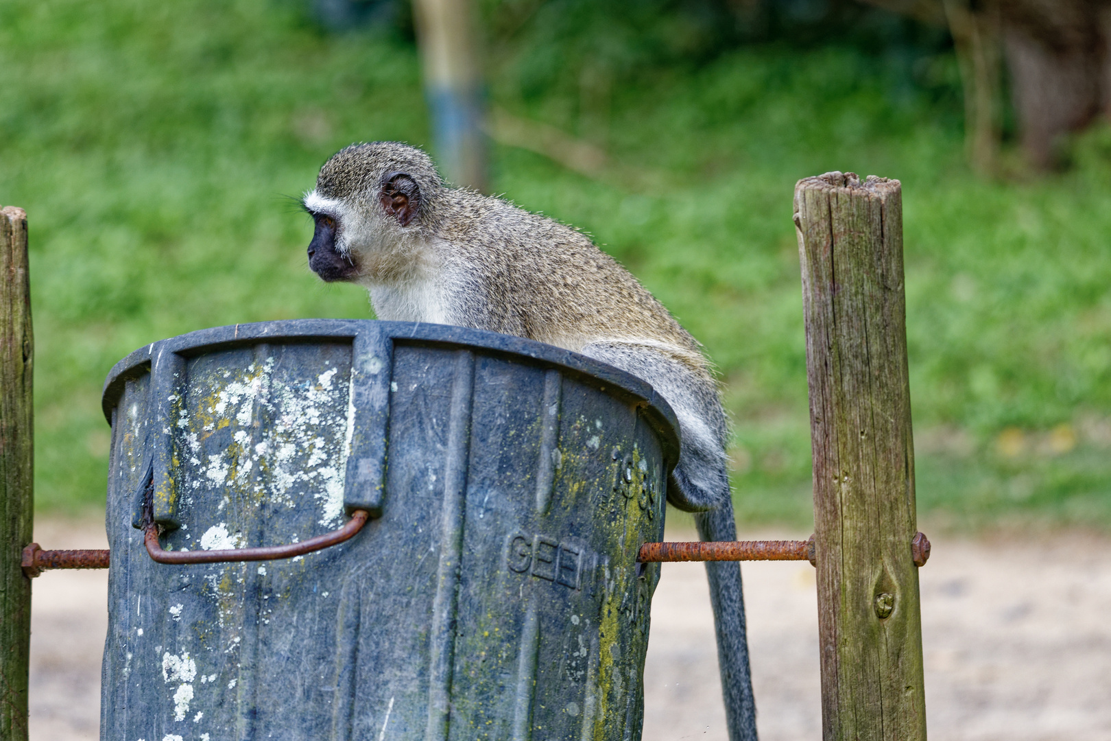 Grüne Meerkatze_3