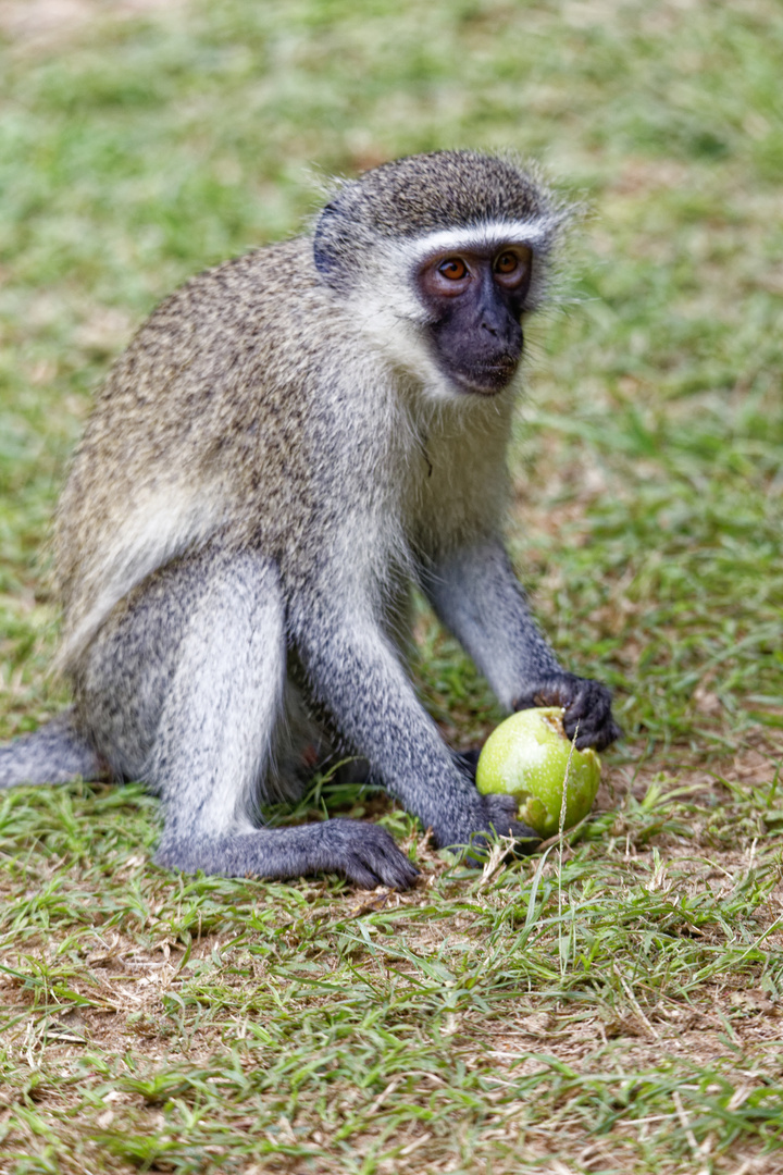 Grüne Meerkatze_5