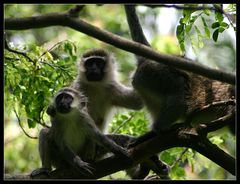 Gruene Meerkatzen im Botanischen Garten von Entebbe, Uganda