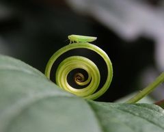 Grüne Mini-Zikade auf einem Trieb der Rotfrüchtigen Zaunrübe (Bryonia dioica)