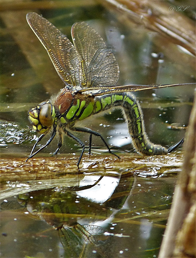 Grüne Mosaikjungfer (Aeshna viridis) 