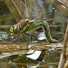 Grüne Mosaikjungfer (Aeshna viridis) 