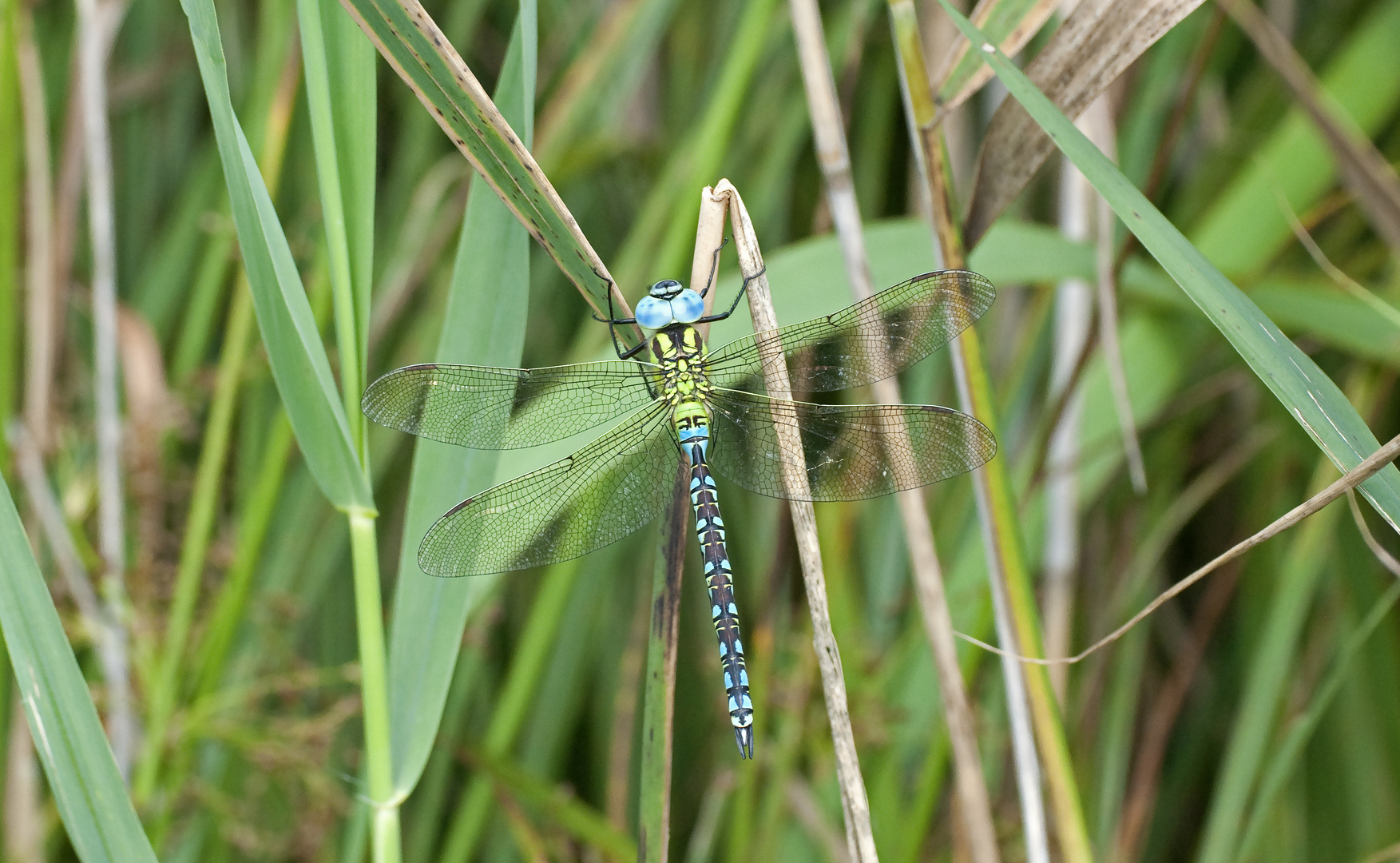 Grüne Mosaikjungfer (Aeshna viridis)