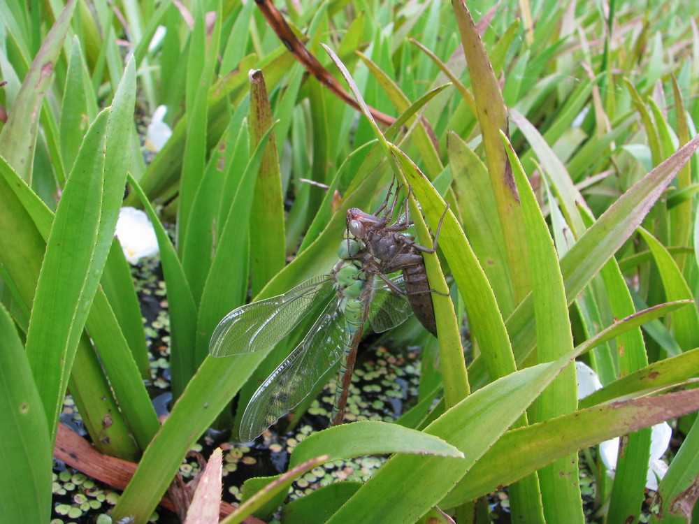 Grüne Mosaikjungfer (Aeshna viridis) an Larvenhülle