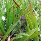 Grüne Mosaikjungfer (Aeshna viridis) an Larvenhülle