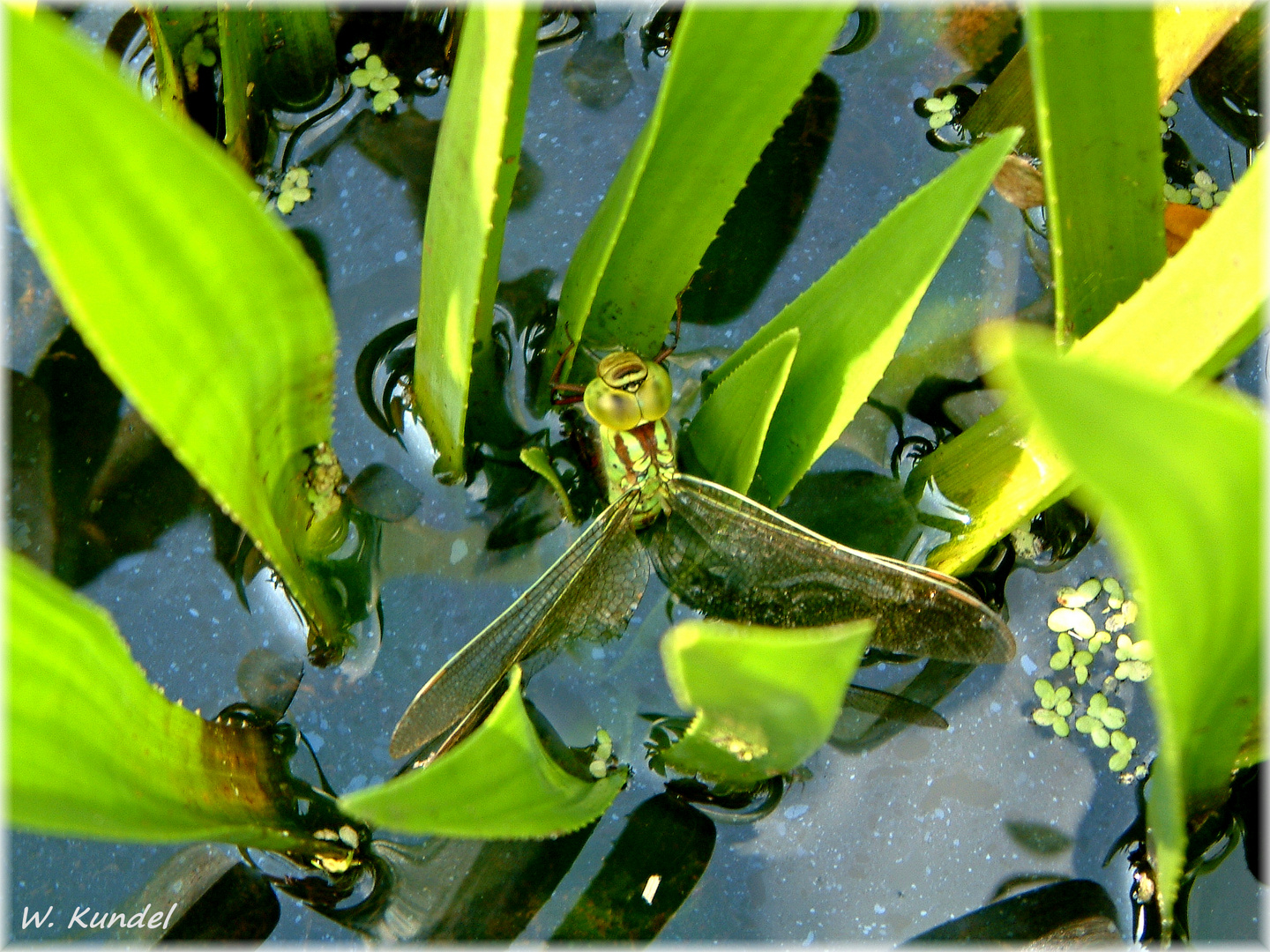 Grüne Mosaikjungfer (Aeshna viridis) bei der Eiablage