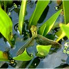 Grüne Mosaikjungfer (Aeshna viridis) bei der Eiablage