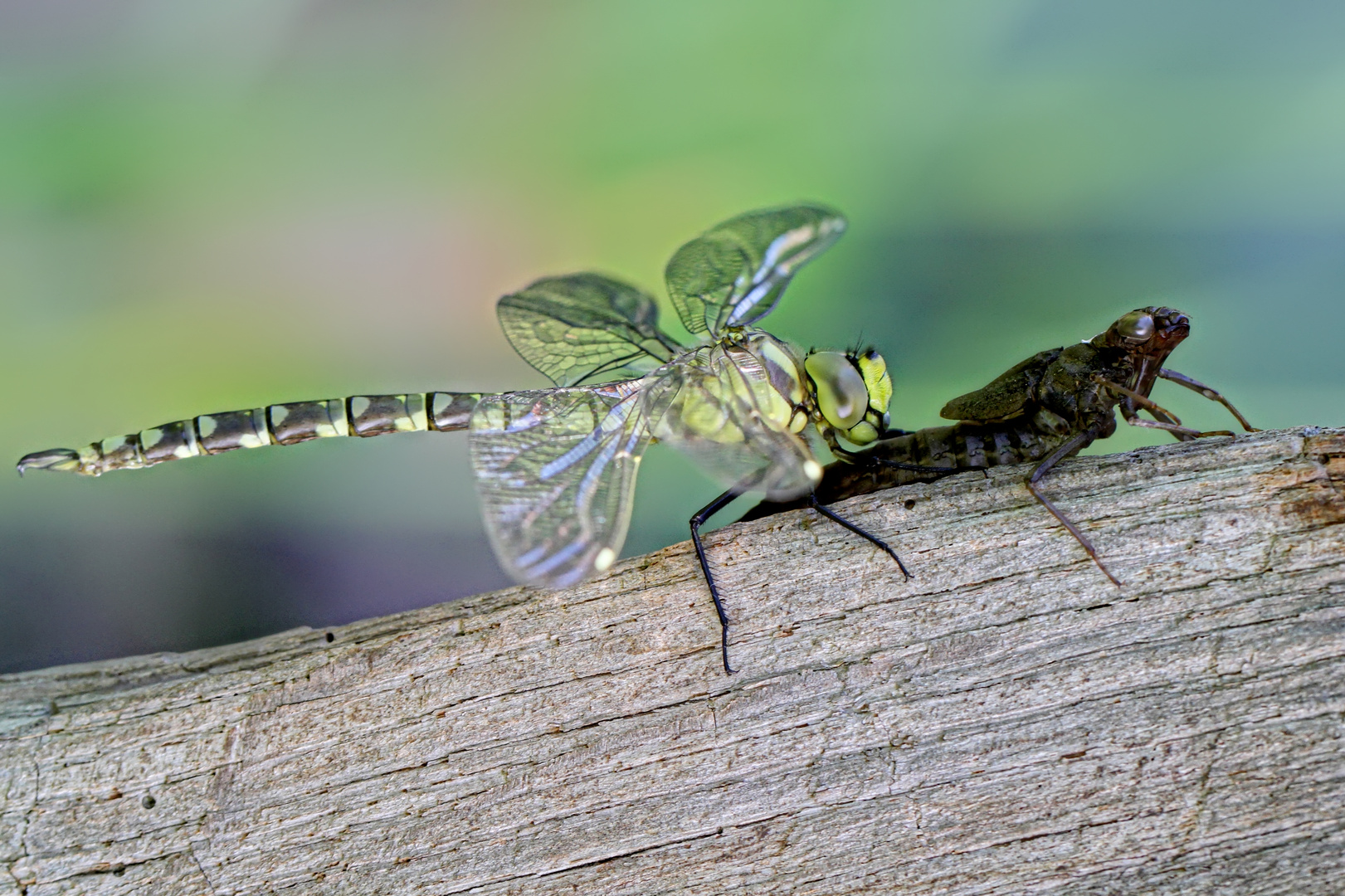 grüne Mosaikjungfer beim Schlüpfen  -  green mosaic dragonfly hatching