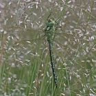 Grüne Mosaikjungfer, Weibchen