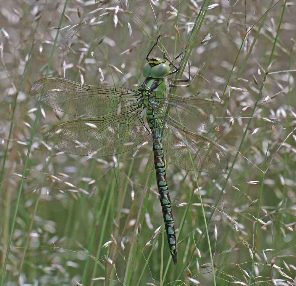 Grüne Mosaikjungfer, Weibchen