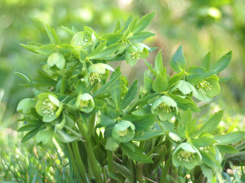 Grüne Nieswurz Foto & Bild pflanzen, pilze & flechten, blüten & kleinpflanzen, wildpflanzen