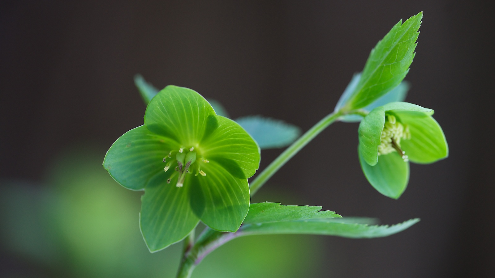 Grüne Nieswurz am Schloss Naumburg, auch "Helleborus viridis" genannt