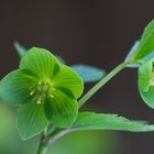 Grüne Nieswurz am Schloss Naumburg, auch "Helleborus viridis" genannt