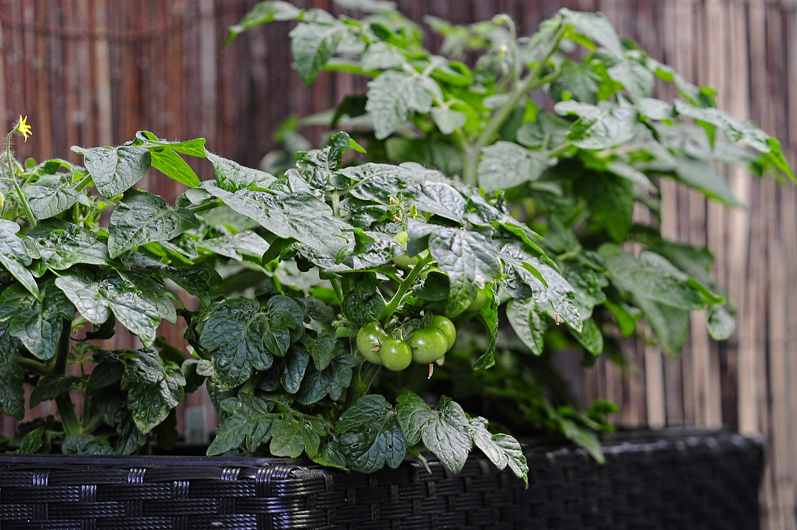 Grüne noch unreife Mini-Tomaten haben sich nun entwickelt ...