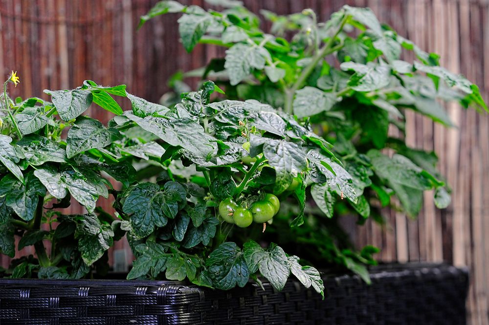 Grüne noch unreife Mini-Tomaten haben sich nun entwickelt ...