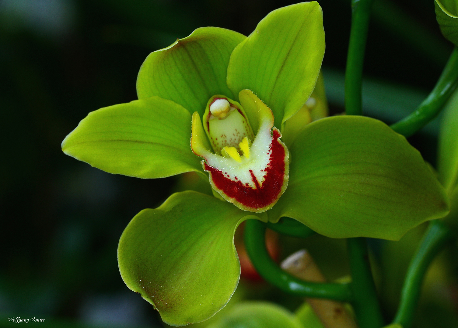 grüne Orchidee Foto & Bild nah & makro, pflanzen, pilze & flechten