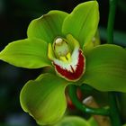 grüne Orchidee