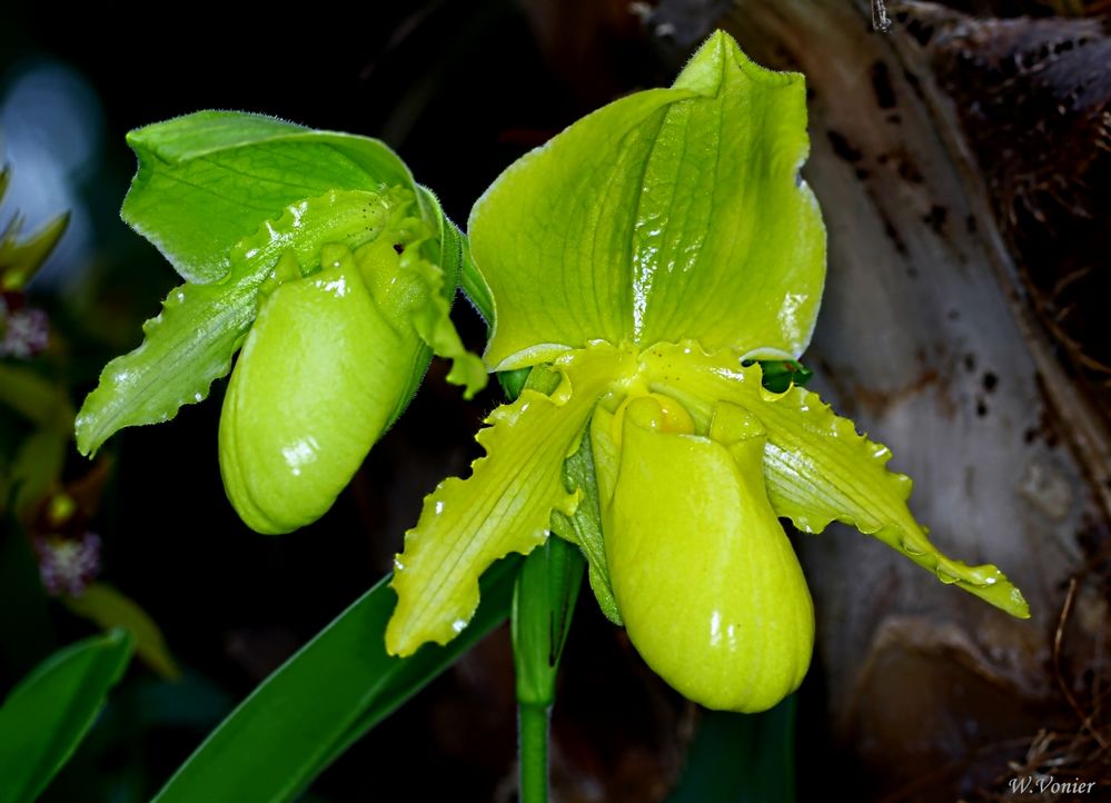 Grüne Orchidee