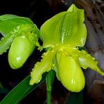 Grüne Orchidee