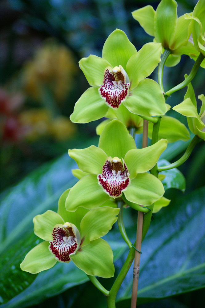 Grüne Orchideen