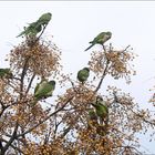 grüne Papageien