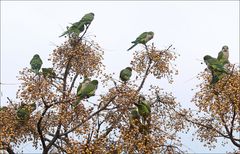 grüne Papageien