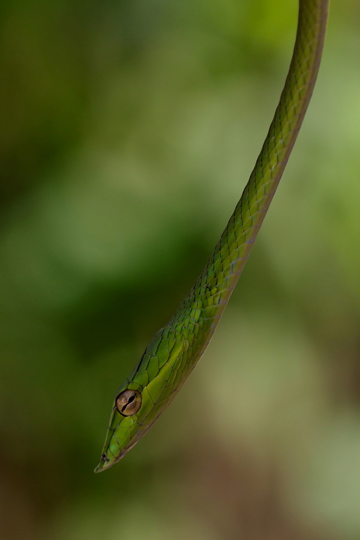 Grüne Peitschennatter ( Ahetulla prasina )