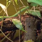 Grüne Peitschennatter- fotografiert im Tierpark Ulm