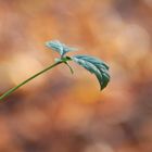 Grüne Pflanze in Herbstlandschaft