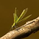 Grüne Prachtlibelle