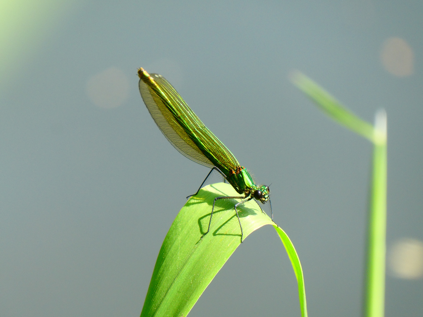 Grüne Prachtlibelle