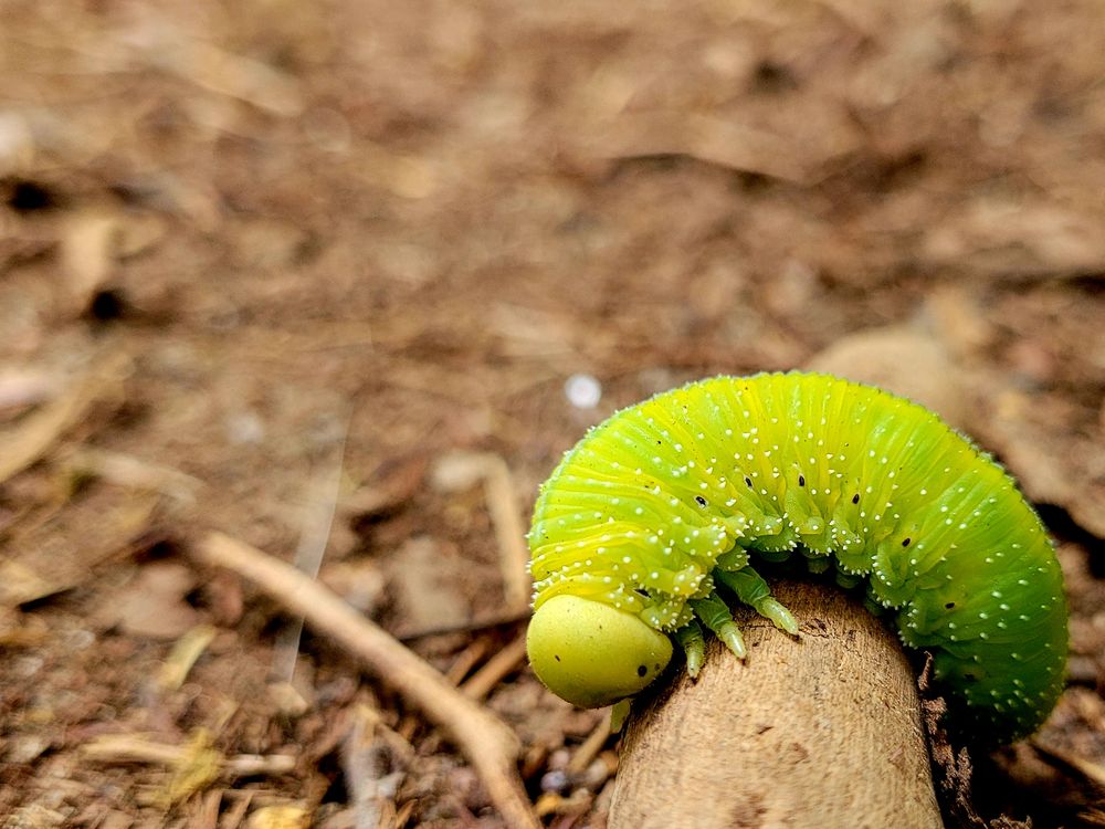 Grüne Raupe 2 Foto & Bild tiere, wildlife, insekten Bilder auf