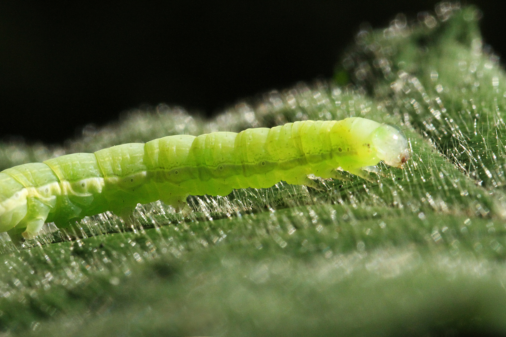 Grüne Raupe