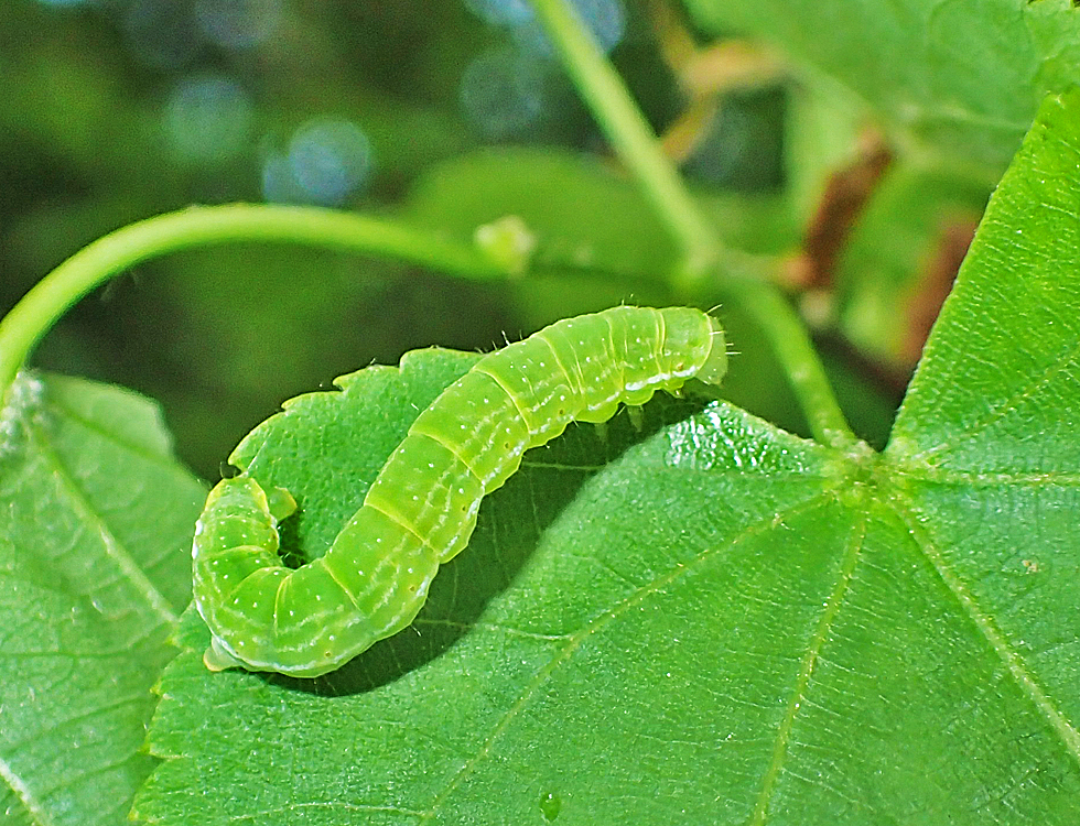 Grüne Raupe Foto & Bild natur, schmetterling, tiere Bilder auf