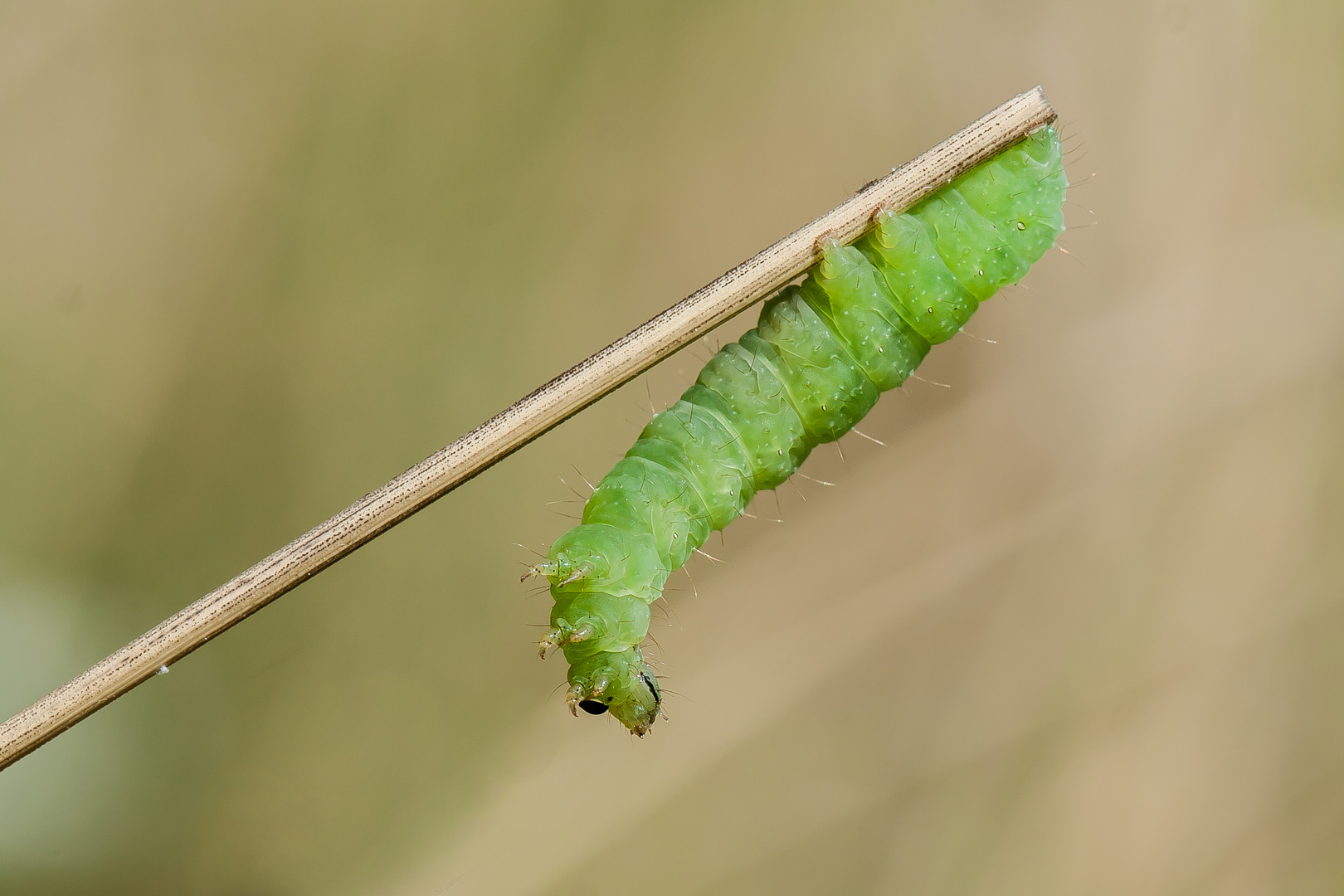 grüne Raupe Foto & Bild tiere, wildlife, insekten Bilder auf