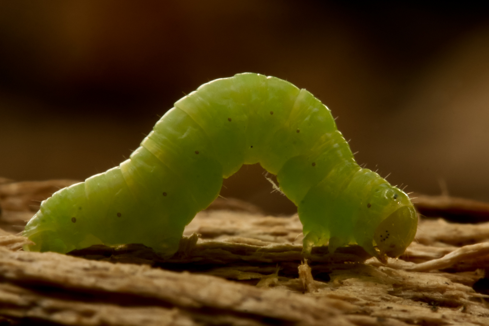 Grüne Raupe...