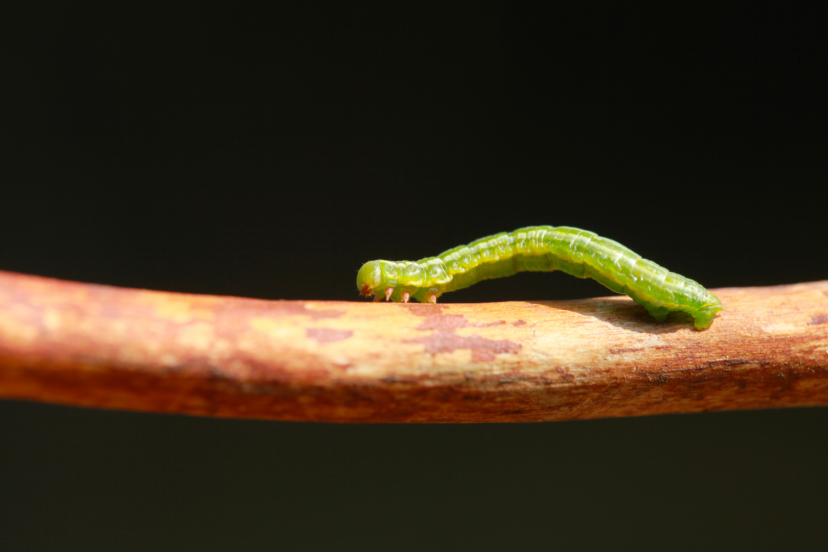 grüne Raupe