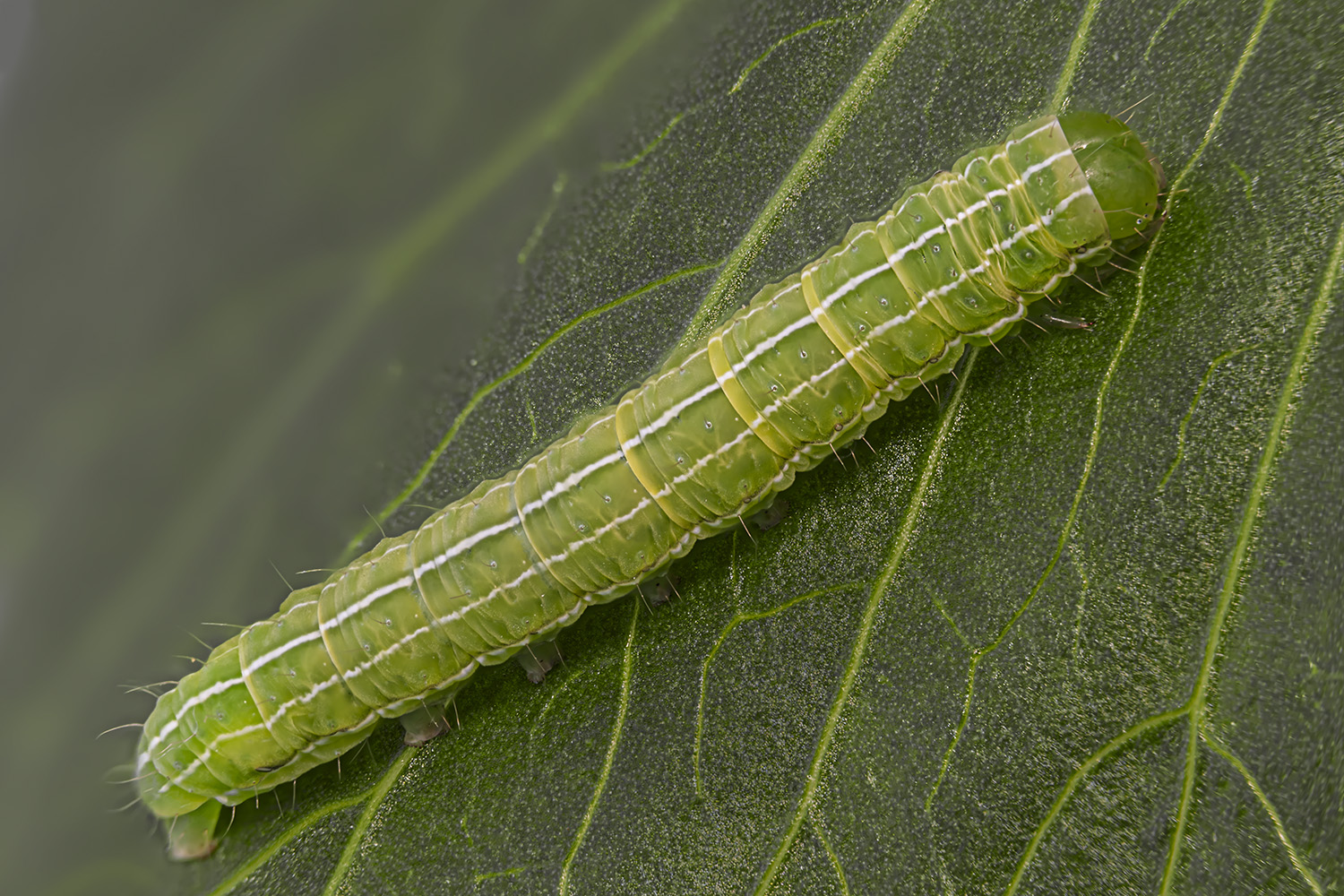 Grüne Raupe auf Grün (Liebstöckel) 