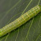 Grüne Raupe auf Grün (Liebstöckel) 