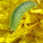 Grüne Raupe auf Löwenzahn