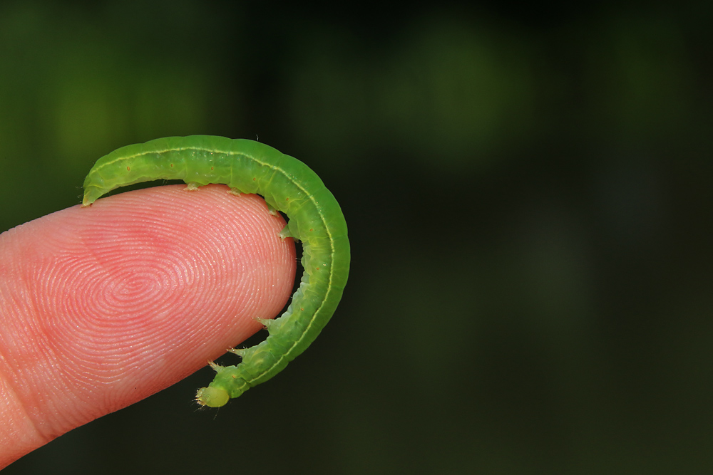 grüne Raupe auf meinem Finger