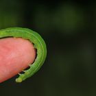 grüne Raupe auf meinem Finger